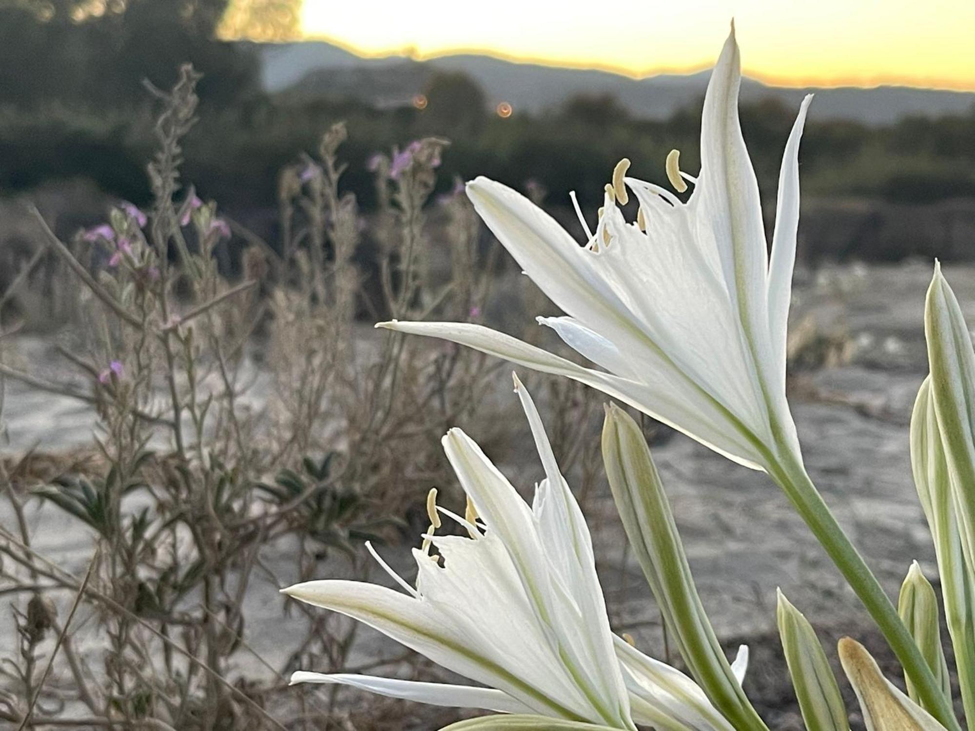 Sunrise Sardinia Posada Exterior foto